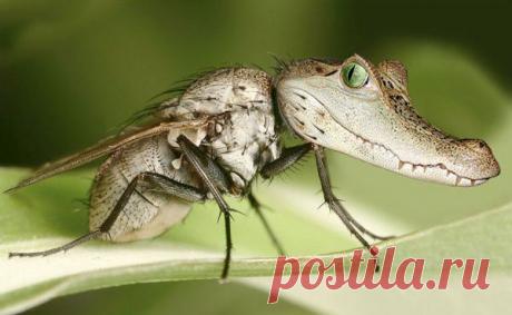 Фотошоп-генетика