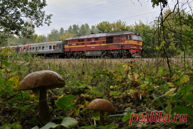 Фотография На опушке из раздела техно №6003655 - фото.сайт - Photosight.ru