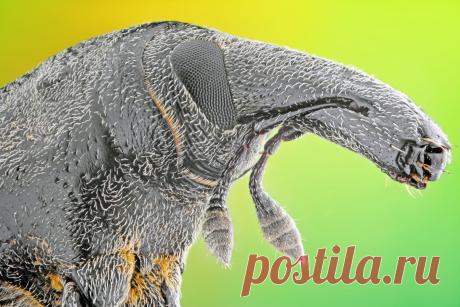 YouExif - Weevil (Bagous planatus)