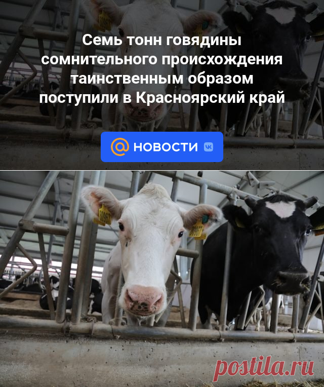 Семь тонн говядины сомнительного происхождения таинственным образом поступили в Красноярский край | 31 октября 2023 - Новости Mail.ru