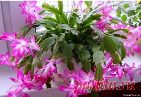 5 средств для цветения декабриста 🌿Комнатные растения🌿5 ЛУЧШИХ СРЕДСТВ ДЛЯ ЦВЕТЕНИЯ ДЕКАБРИСТАСохраните, чтобы не потерять! Уже в октябре нужно начинать готовить декабрист к цветению &mdash; начать подкармливать. Азотные подкормки нас не интересуют, потому что азот отвечает за рост зелёной массы растений. А вот калий и...