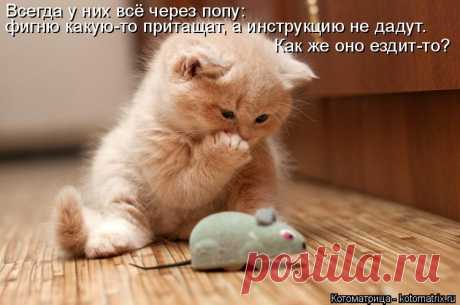 Котоматрица: Круть