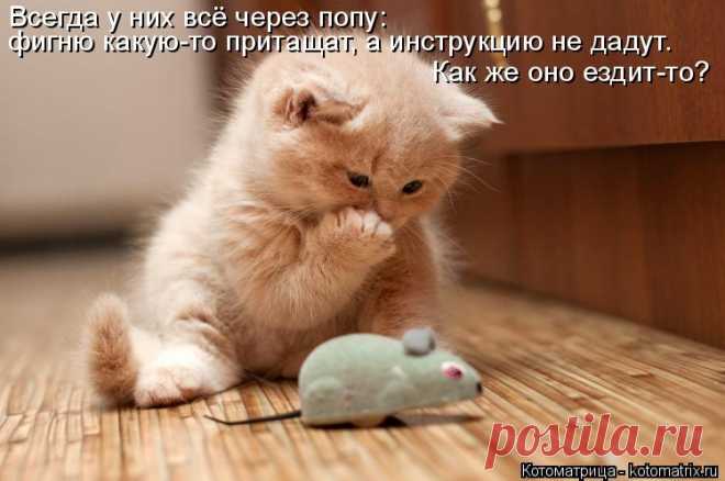 Котоматрица: Круть