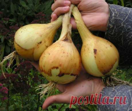 Лук Эксибишен безрассадным методом? | Дачный участок