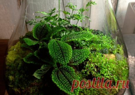 Флорариумы: виды, описание, идеи оформления ~ Planetalsad