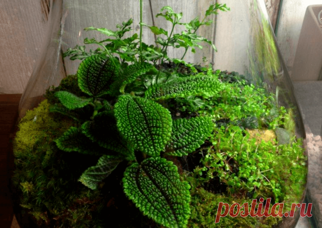 Флорариумы: виды, описание, идеи оформления ~ Planetalsad