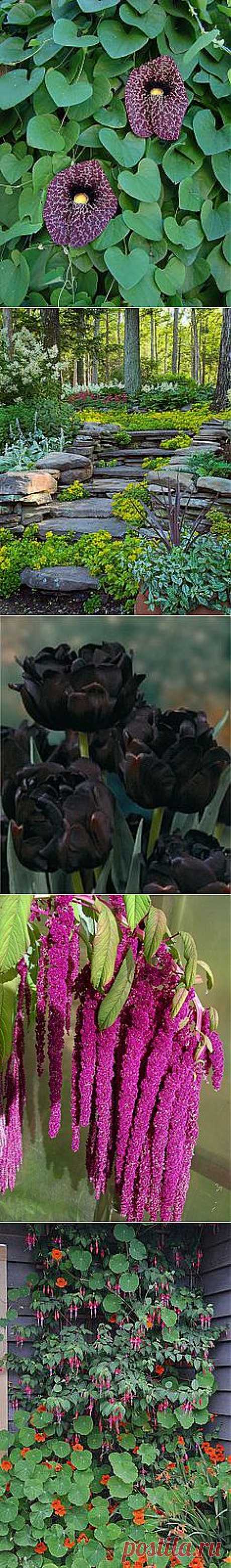 House - Landscaping, Vegetable Garden, and Growing Tips в Pinterest