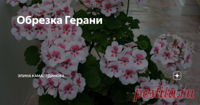 Обрезка Герани Пеларгония цветет летом, когда оживают и буйствуют зеленью и красками все растения. Осенью она увядает, впадая в зимний сон. После засыхания последних соцветий и до наступления зимы нужно подготовить растение к предстоящему сну. Осеннюю обрезку ни в коем случае нельзя проводить в период с декабря по середину февраля, когда растение особенно слабо.
Следуйте пословице «Семь раз отмерь – один