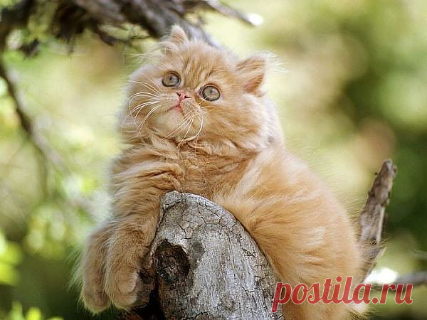 котик