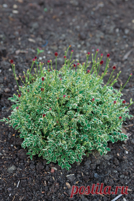 Крошечное сокровище, которое идеально подходит для любого сада | Школа Цветоводства | Яндекс Дзен