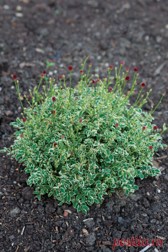 Крошечное сокровище, которое идеально подходит для любого сада | Школа Цветоводства | Яндекс Дзен