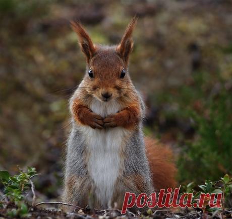 Новые фотографии милые и смешные животные.