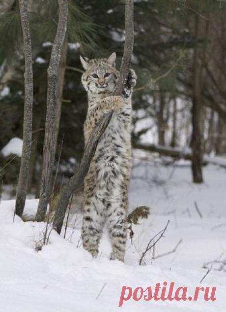 Смешные животные!