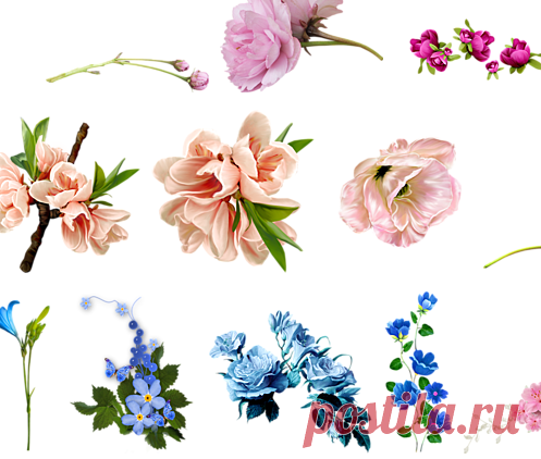 Цветы в пнг