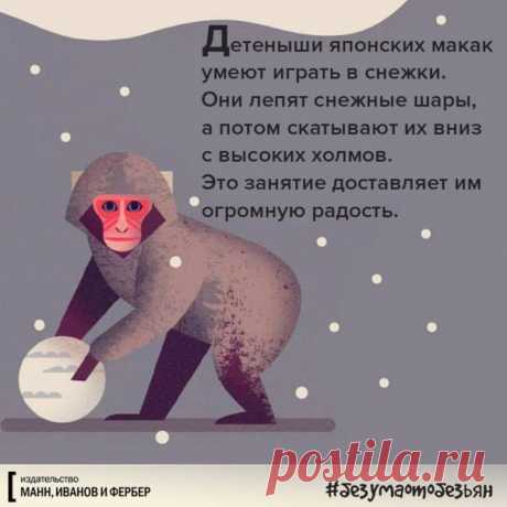 Из новой книги &quot;Без ума от обезьян&quot;