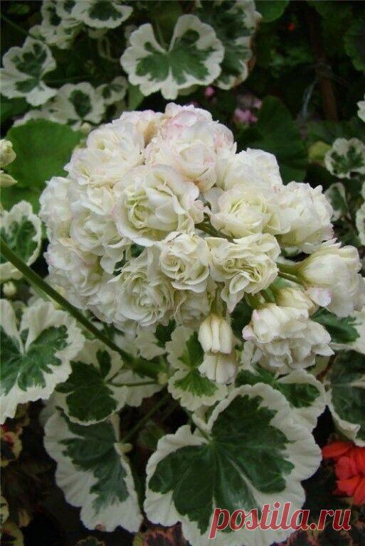 Полезно знать . Советы , Лайфаки . — Разное | OK.RU