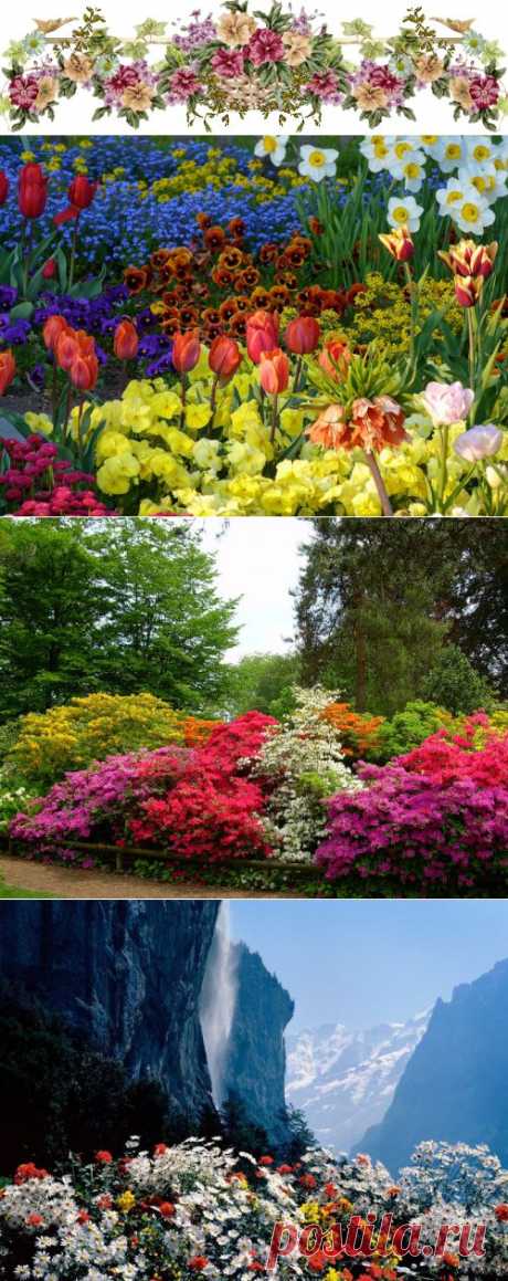 Цветы Швейцарии.