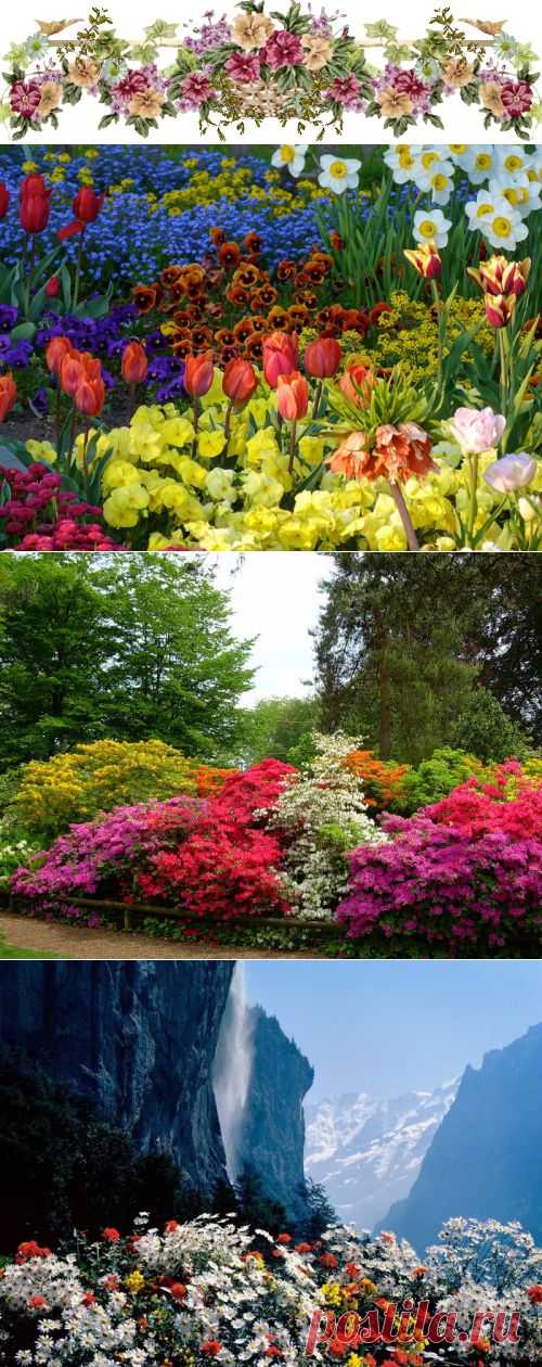 Цветы Швейцарии.