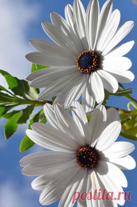 Pinterest • Всемирный каталог идей