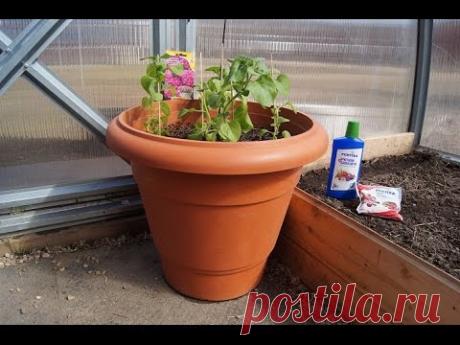 ПЕРЕСАДКА ПЕТУНИИ В КАШПО,