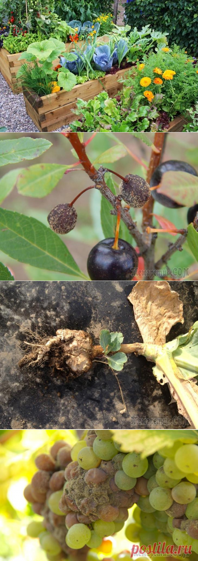 Самые опасные инфекционные болезни садово-огородных культур