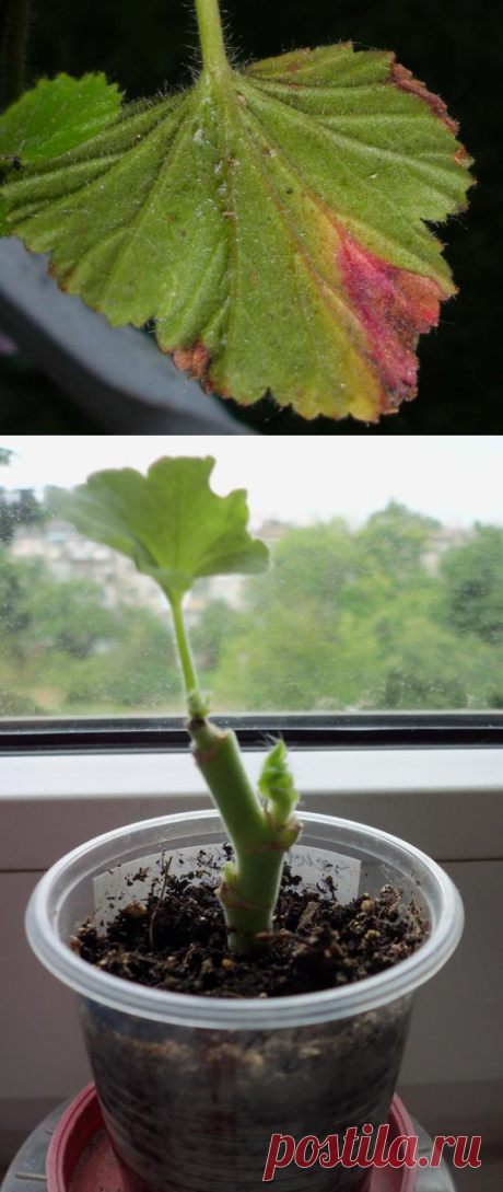 Белокрылка на пеларгонии - Страница 2 - Форум цветоводов Фрау Флора