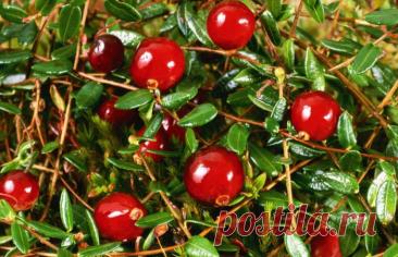 Шесть недомоганий при которых клюква вам поможет.