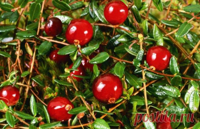 Шесть недомоганий при которых клюква вам поможет.