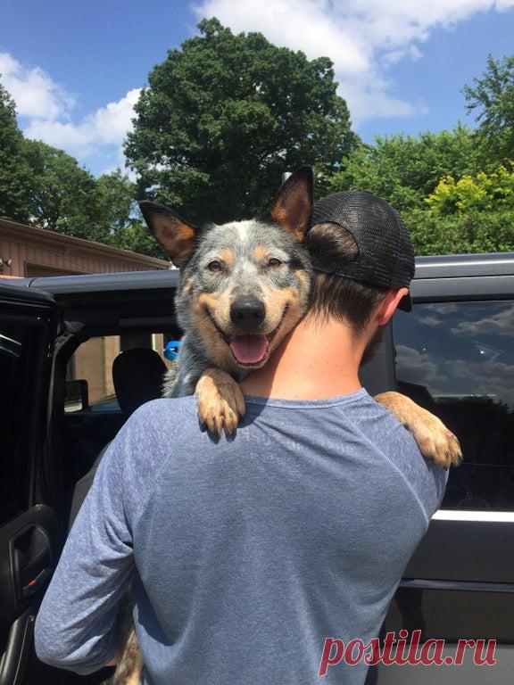 Фото собак, которые только что обрели дом | Мур ТВ