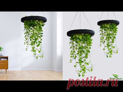 Hanging Money Plants Make Your Home Look Amazing | Idea to growing money plant at home//GREEN PLANTS