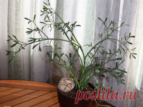 Критмум морской, или Приморский (Crithmum maritimum L.).