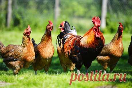 9 фактов, о которых стоит знать прежде, чем завести кур / курица / 7dach.ru