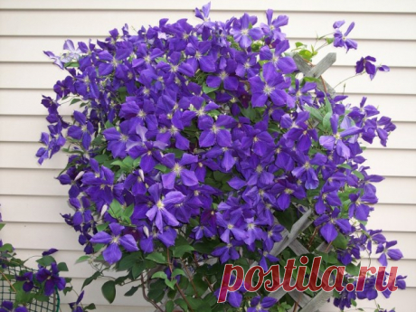 Ломонос Жакмана, или клематис Жакмана (Clematis Jackmanii).

Клематис Жакмана. Сорта, выращивание, посадка и уход. Обрезка. Фото - Ботаничка.ru