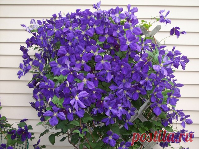 Ломонос Жакмана, или клематис Жакмана (Clematis Jackmanii).

Клематис Жакмана. Сорта, выращивание, посадка и уход. Обрезка. Фото - Ботаничка.ru
