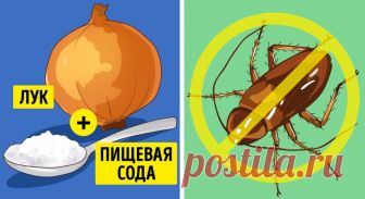 6 эффективных способов избавиться от насекомых в вашем доме 

6 эффективных способов избавиться от насекомых в вашем доме
Нам всем хочется, чтобы в нашем доме не было не прошенных гостей — насекомых, но и обрабатывать квартиру вредными химическими средствами п…
