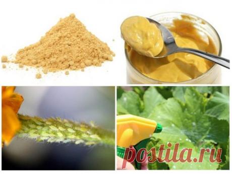 Горчица в огороде: применение от вредителей, порошок, настой, опрыскивание