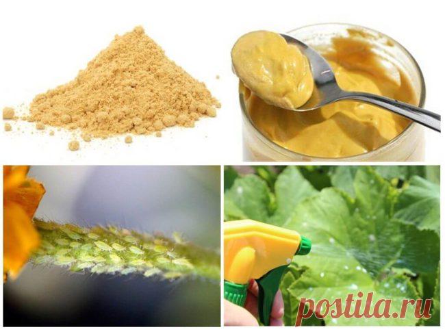 Горчица в огороде: применение от вредителей, порошок, настой, опрыскивание