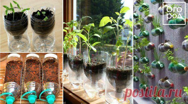 12 способов, как сделать горшочки для рассады своими руками | На грядке (Огород.ru)