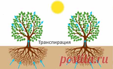 ТОП-20 растений осушающие почву (для влажных и сырых почв)