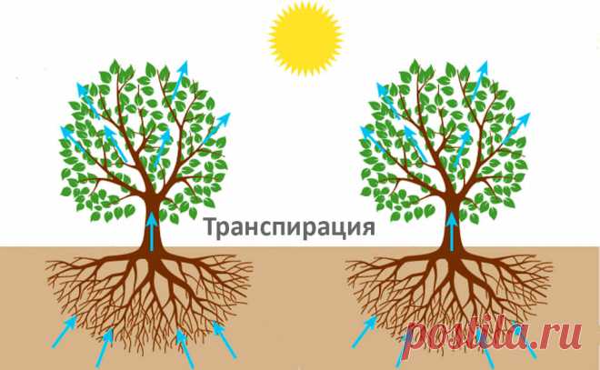 ТОП-20 растений осушающие почву (для влажных и сырых почв)