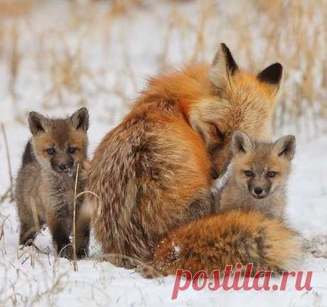 Семейка