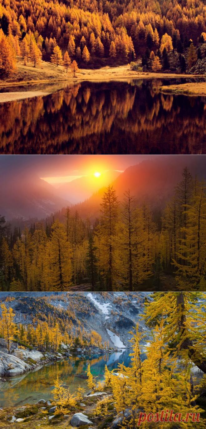 Чарующие лиственницы: 30 фотографий - Фотопанорама