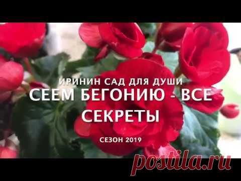 Сеем бегонию  - все секреты!