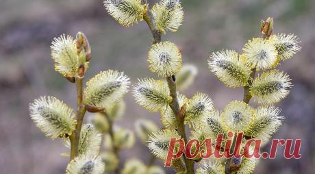 Лунный посевной календарь на апрель 2016 год на Supersadovnik.ru