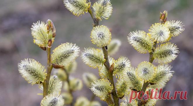 Лунный посевной календарь на апрель 2016 год на Supersadovnik.ru