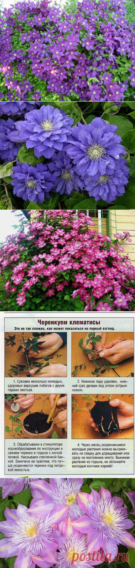 Заблуждения при выращивании клематисов