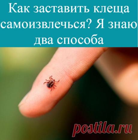 Как заставить клеща самоизвлечься? Я знаю два способа