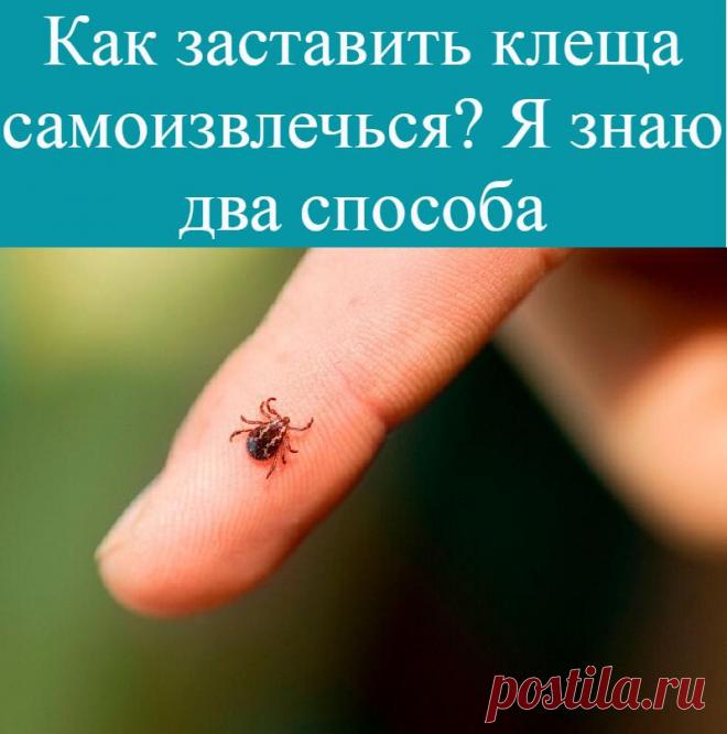 Как заставить клеща самоизвлечься? Я знаю два способа