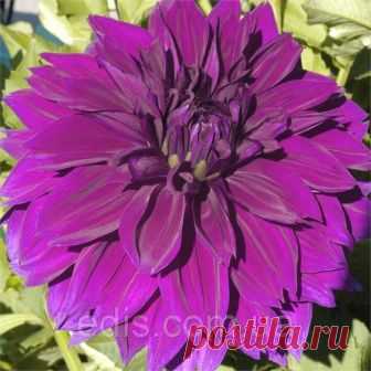 Георгина гигантская Thomas A Edisson
Георгина с гигантскими цветками Thomas A Edisson (Томас А Эдисон). Официально сорт относится к группе декоративных сортов (Decorative dahlias).
Цветы диаметром 20 см. полностью махровые – центральный диск не виден. Лепестки плоские и широкие, тёмно-фиолетового цвета. Цветёт обильно с июля до поздней осени. Куст высотой 110-120 см. и шириной 60-90 см. Используется в саду и для получения срезки.