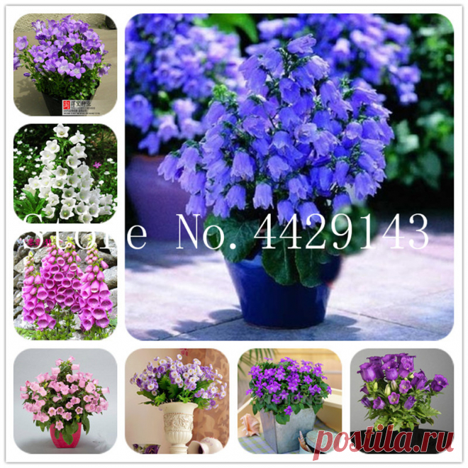 Распродажа! 100 шт./пакет Редкие колокольчик бонсай, колокольчик Чили розовая, цветок колокольчик, чилийский колокольчик, Evergreen, DIY домашний сад купить на AliExpress